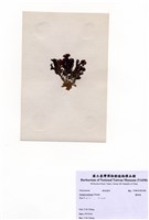 藏品(圈扇藻)的圖片